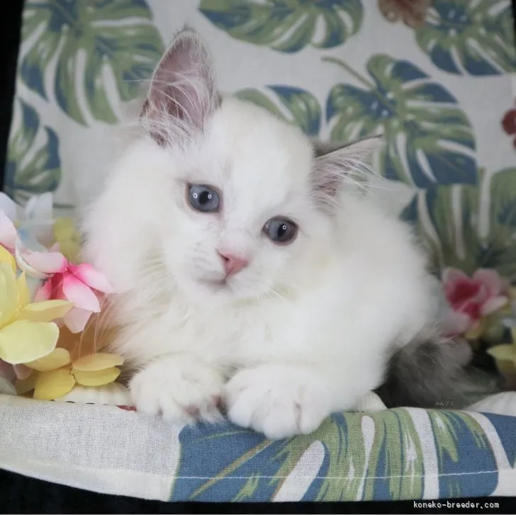 ID：2605-02956の子猫