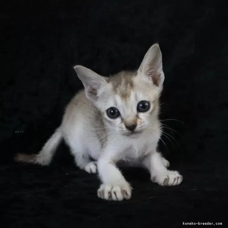 ID:2505-00614の子猫