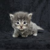 ノルウェージャンフォレストキャット