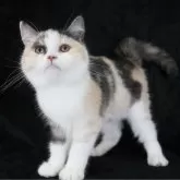 スコティッシュストレート