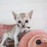 シンガプーラ