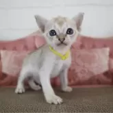シンガプーラ