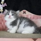 ノルウェージャンフォレストキャット