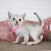 シンガプーラ