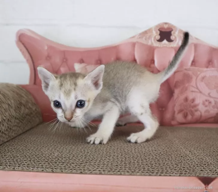 おまとめ中　　　　　　　　　　ジャンピング猫　ブルー系　スイチカ おまとめ中 ジャンピング猫 ブルー系 スイチカ