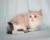 ラグドール【千葉県・男の子・2025年1月11日・シールポイントバイカラー】の写真2