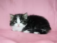 ノルウェージャンフォレストキャット【千葉県・女の子・2025年1月16日・ブラウンマッカレルタビー&ホワイト】の写真2