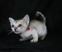 シンガプーラ【千葉県・男の子・2025年3月6日・セーブルティックドタビー】の写真3