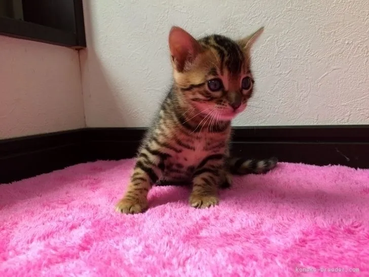 パールのママ 様のお迎えした子猫