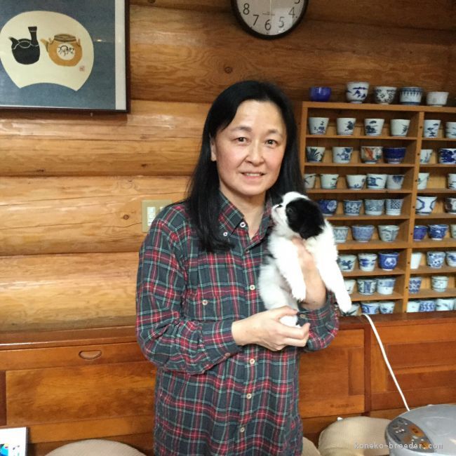 佐藤　敦子(さとう　あつこ)ブリーダー(静岡県・マンチカンなど・KCC登録)の紹介写真1