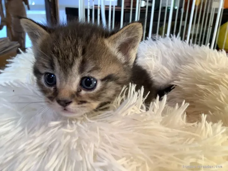 ID:2112-00539の子猫