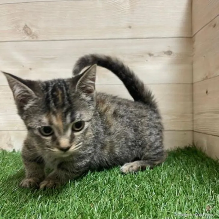 ID:2205-00039の子猫
