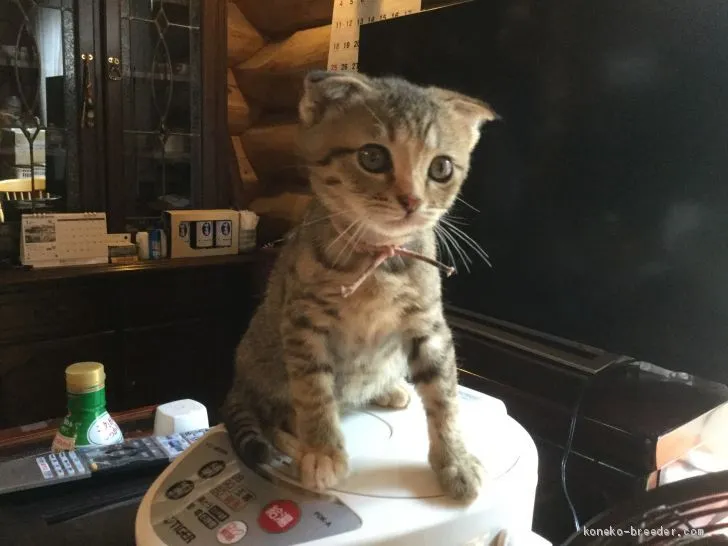ID：1907-00429の子猫