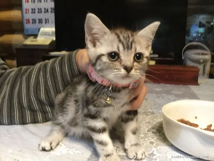 ID:1808-01316の子猫