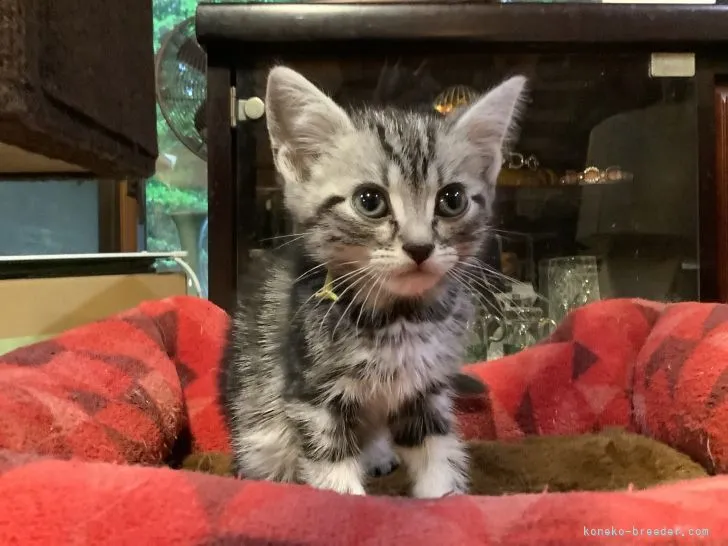 ID:2105-01257の子猫
