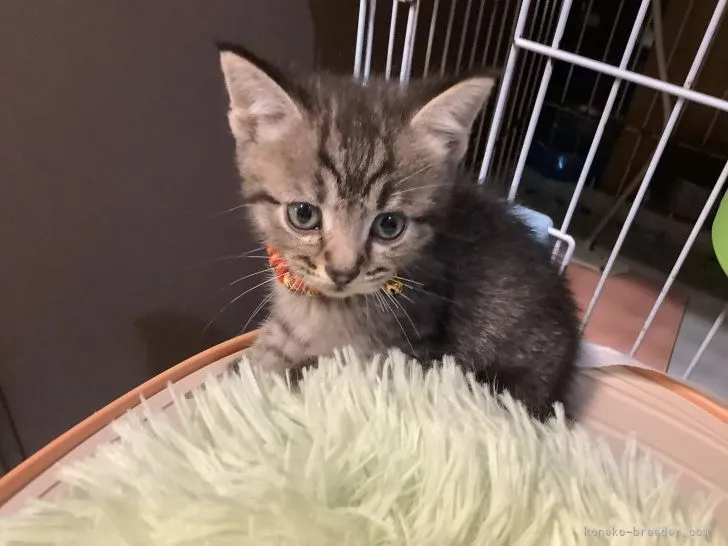 ID：2104-00228の子猫