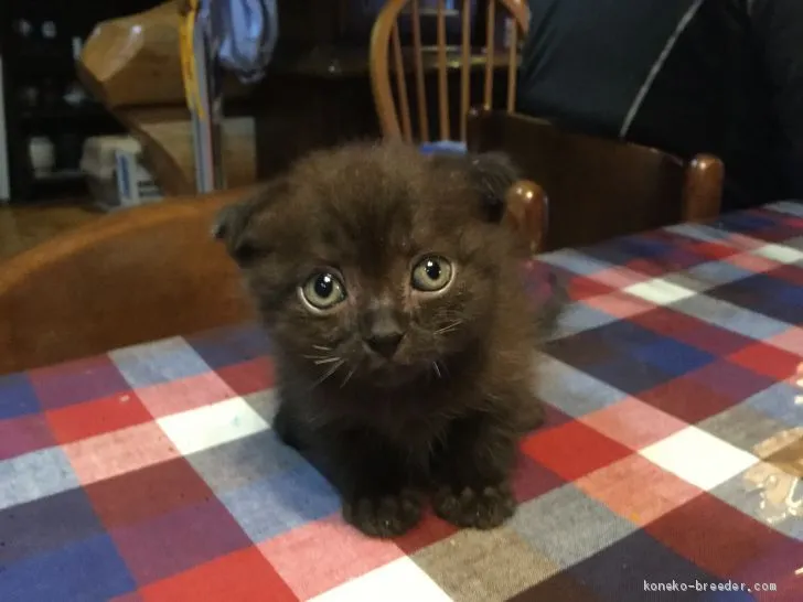 ID：1909-00273の子猫