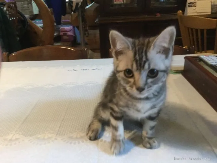 レオくんの家族 様のお迎えした子猫