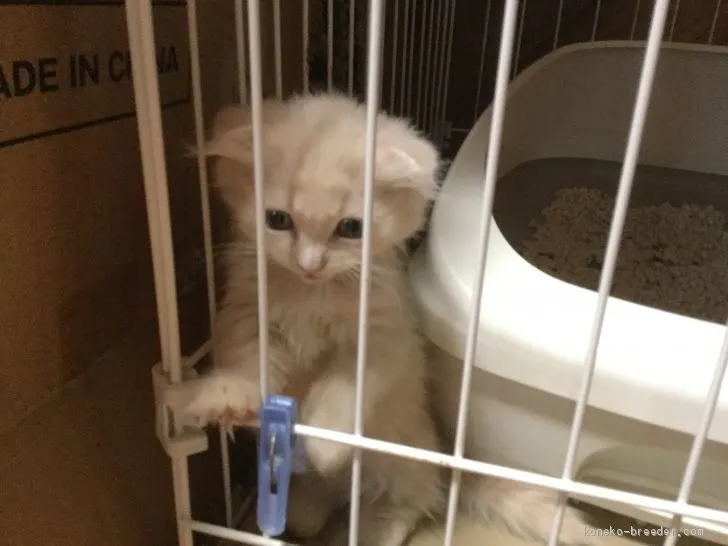 ID：1904-01456の子猫