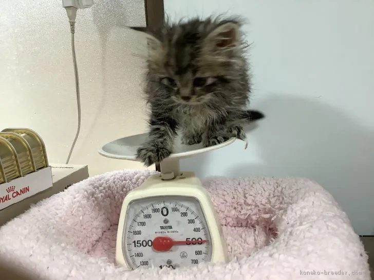 ID：1912-01429の子猫