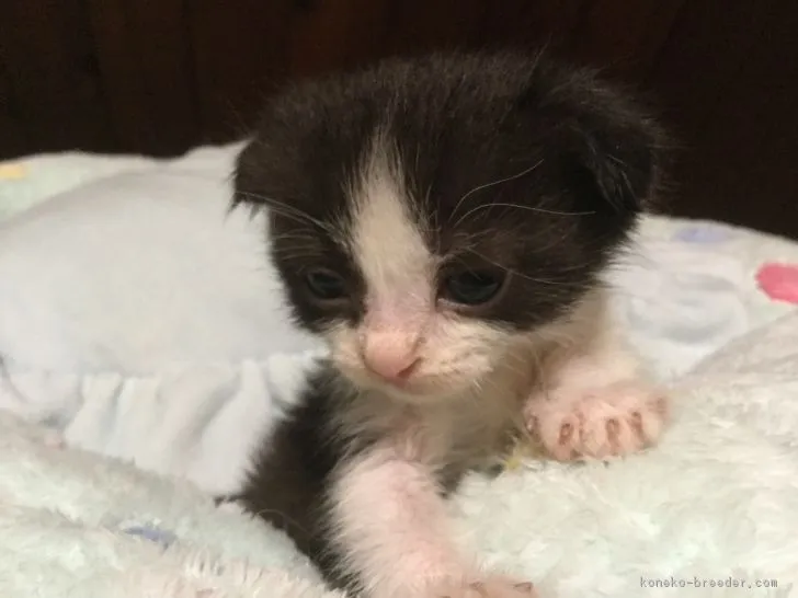 ID：1901-00707の子猫