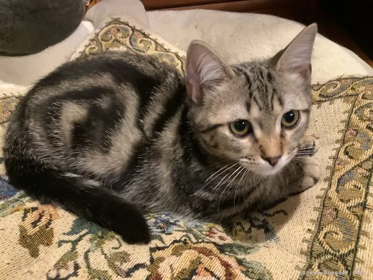 ID：2107-00053の子猫