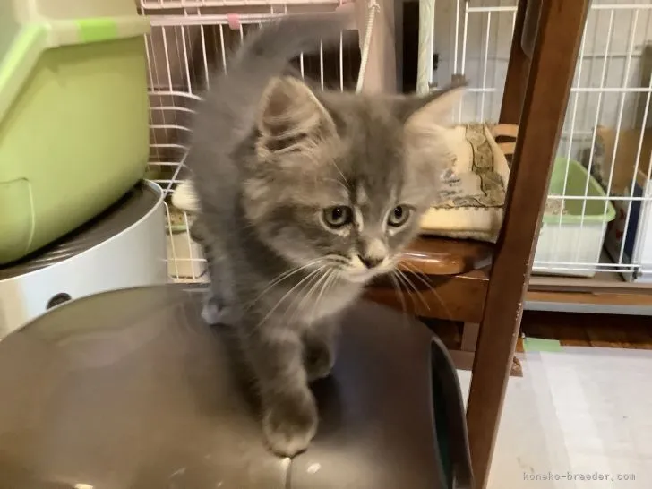 ID:2104-00230の子猫