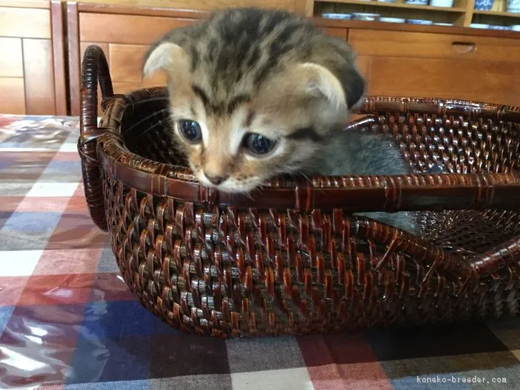 ID:1709-00866の子猫
