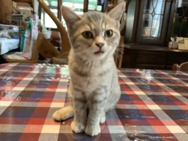 ID:1906-01858の子猫
