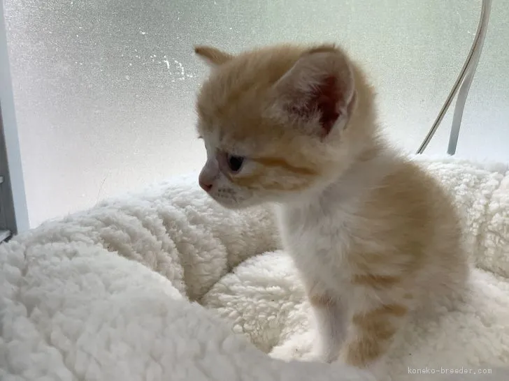 ID:1908-01632の子猫
