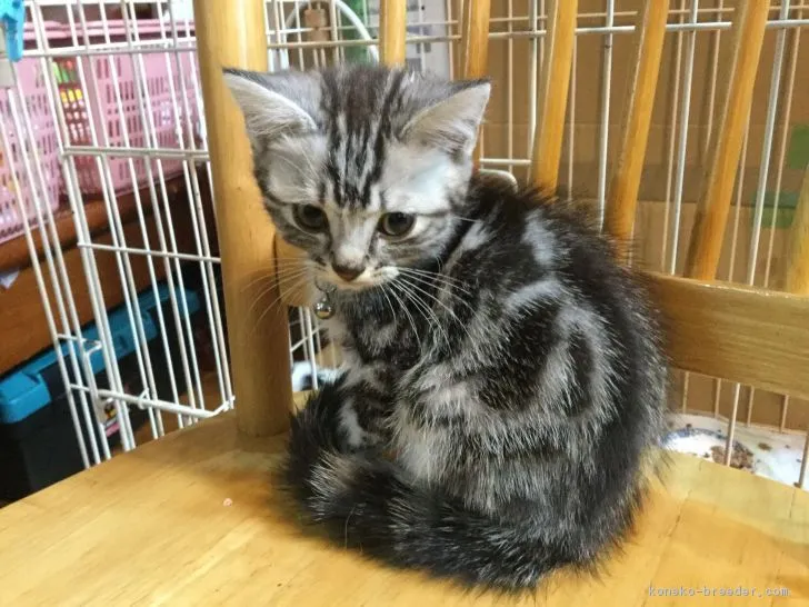 ID：1808-01317の子猫
