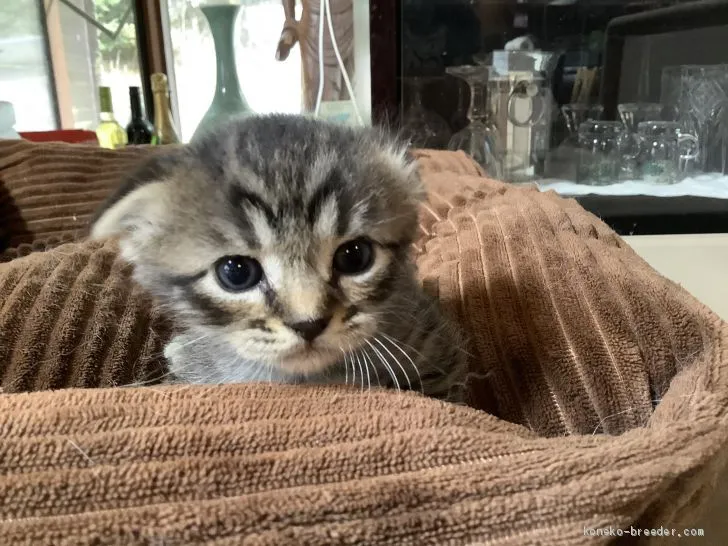 ID:2008-00815の子猫