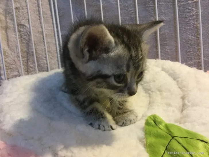 ID:1901-00208の子猫