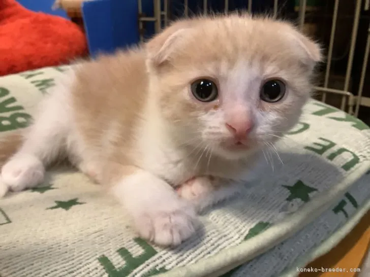 ID:2111-00446の子猫