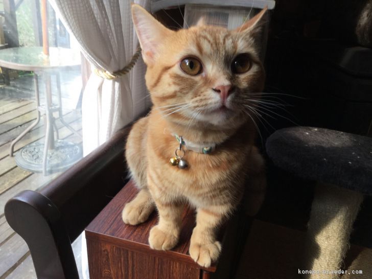ID:1709-00865の子猫