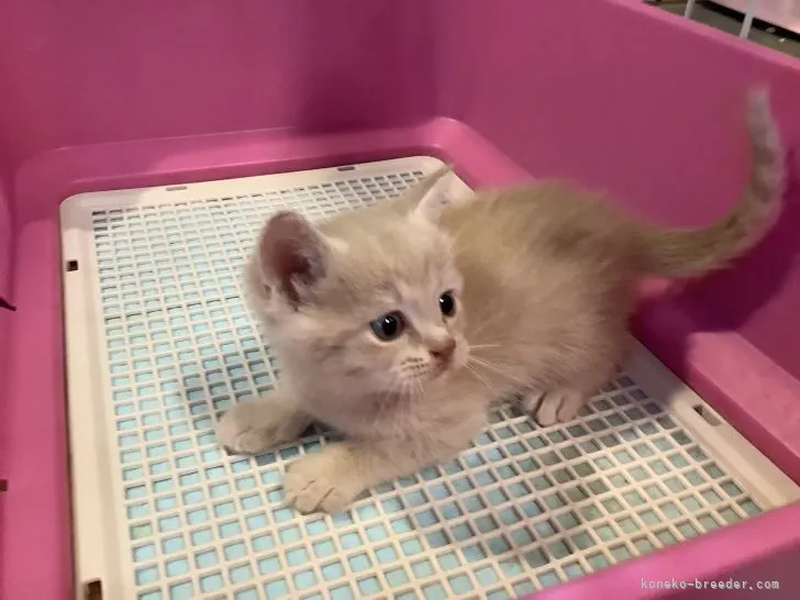 ID：2104-00320の子猫
