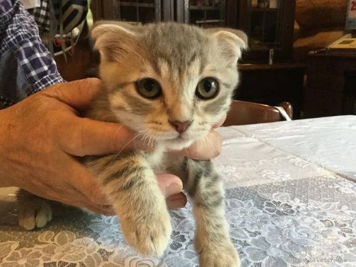 ぽん豆 様のお迎えした子猫