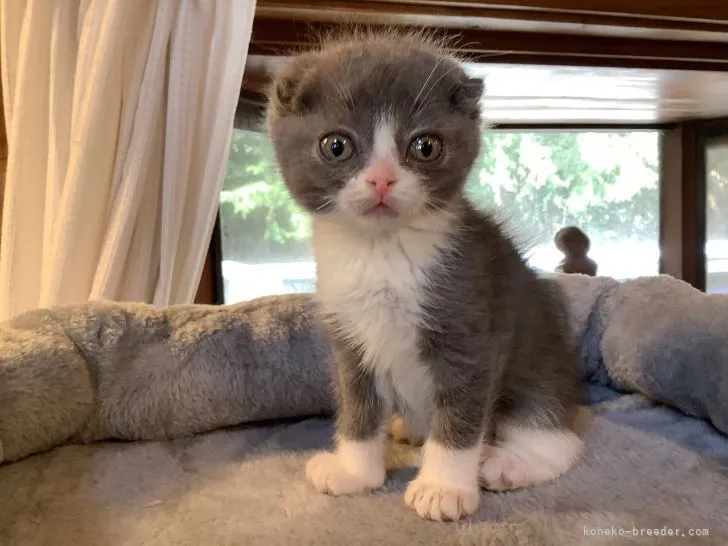 ID:2202-00102の子猫