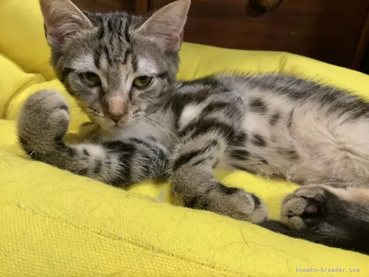 ID：2107-00919の子猫
