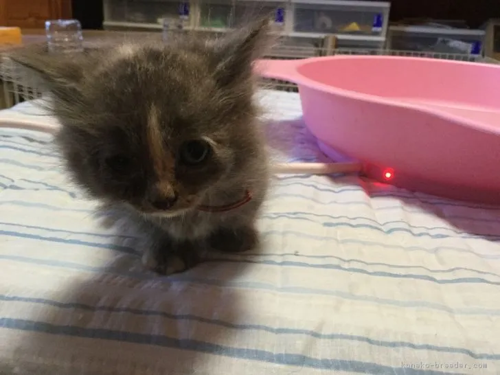 ID：1802-00178の子猫