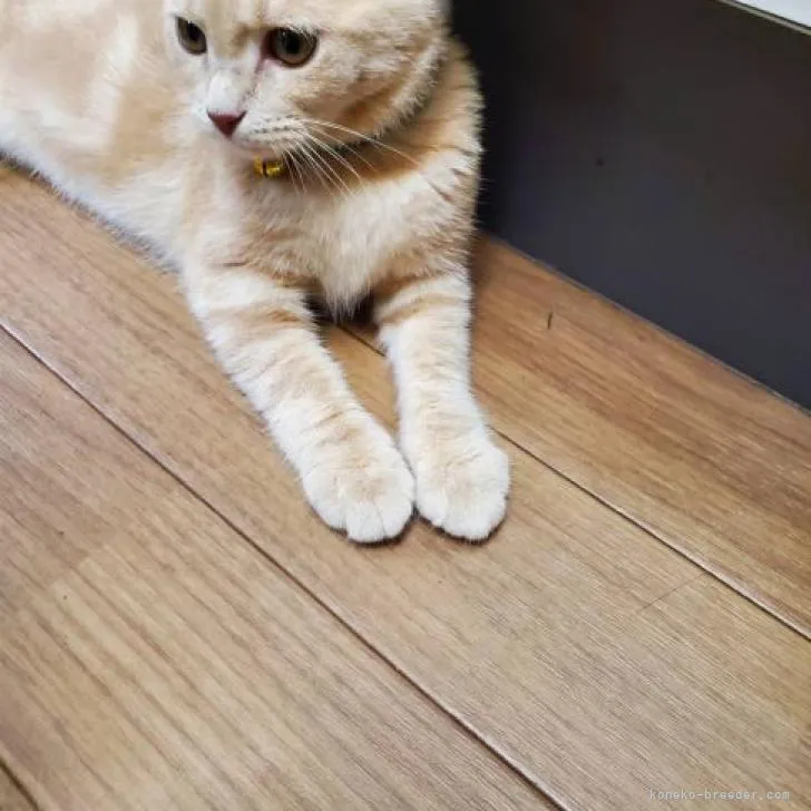 ID:2202-00089の子猫