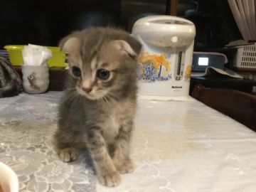 マンチカン(長足)【静岡県・男の子・2018年9月3日・ブラウンパッチドタビー】の写真「しっかりとして居ます」