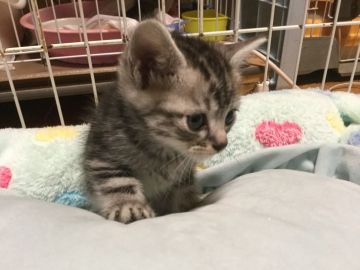 アメリカンショートヘア【静岡県・男の子・2018年11月25日・シルバータビー】の写真「活発な子です」