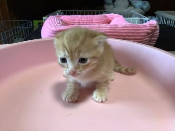 マンチカン(長足)【静岡県・男の子・2019年4月21日・レッドタビー】の写真「大人しいです。」