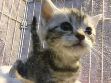 アメリカンショートヘア【静岡県・女の子・2018年12月2日・シルバータビー】の写真「元気な子です」