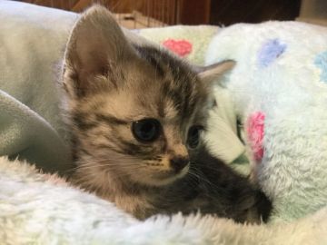 アメリカンショートヘア【静岡県・女の子・2018年11月25日・シルバータビー】の写真「元気な子です」