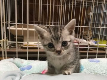 アメリカンショートヘア【静岡県・男の子・2018年11月25日・シルバータビー】の写真「好奇心旺盛です」