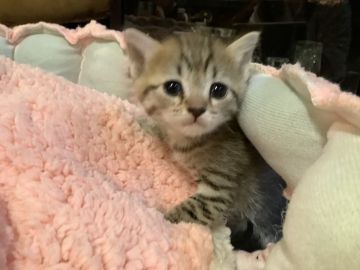 マンチカン(長足)【静岡県・女の子・2021年5月27日・ブラウンタビー】の写真「元気な子です」