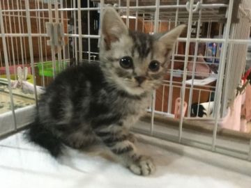 アメリカンショートヘア【静岡県・男の子・2018年11月25日・シルバータビー】の写真「良く泣く元気な子です」