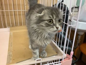 マンチカン【静岡県・女の子・2021年11月18日・ブルータビー】の写真「大人しい子です」